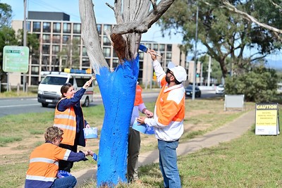People painting a tree blue on the side of the road.