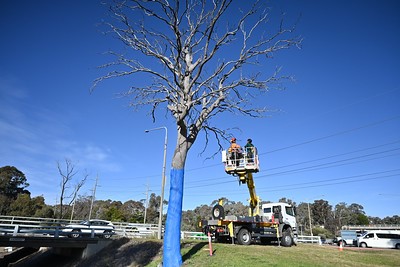 People in a crane painting a tree blue.