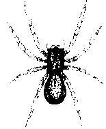 spiderblackhouse