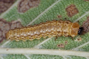 An elm leaf beetle larvae eating a leaf.