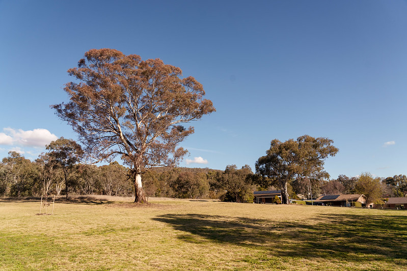 Open park land that will be the location for the new Gilmore playground site