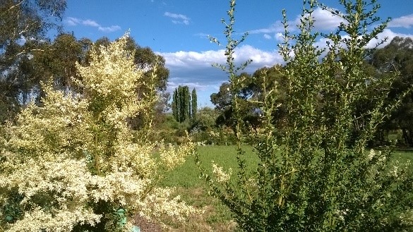 Image of garden