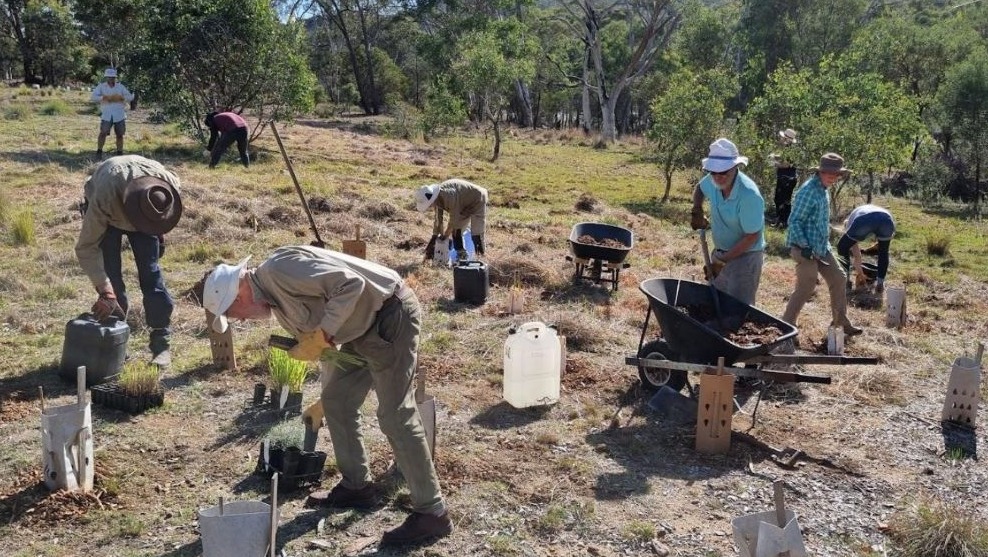 People planting young trees.