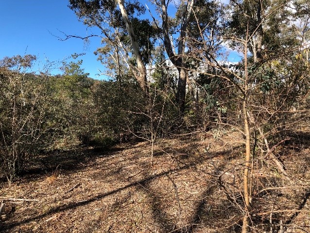 Image of bush